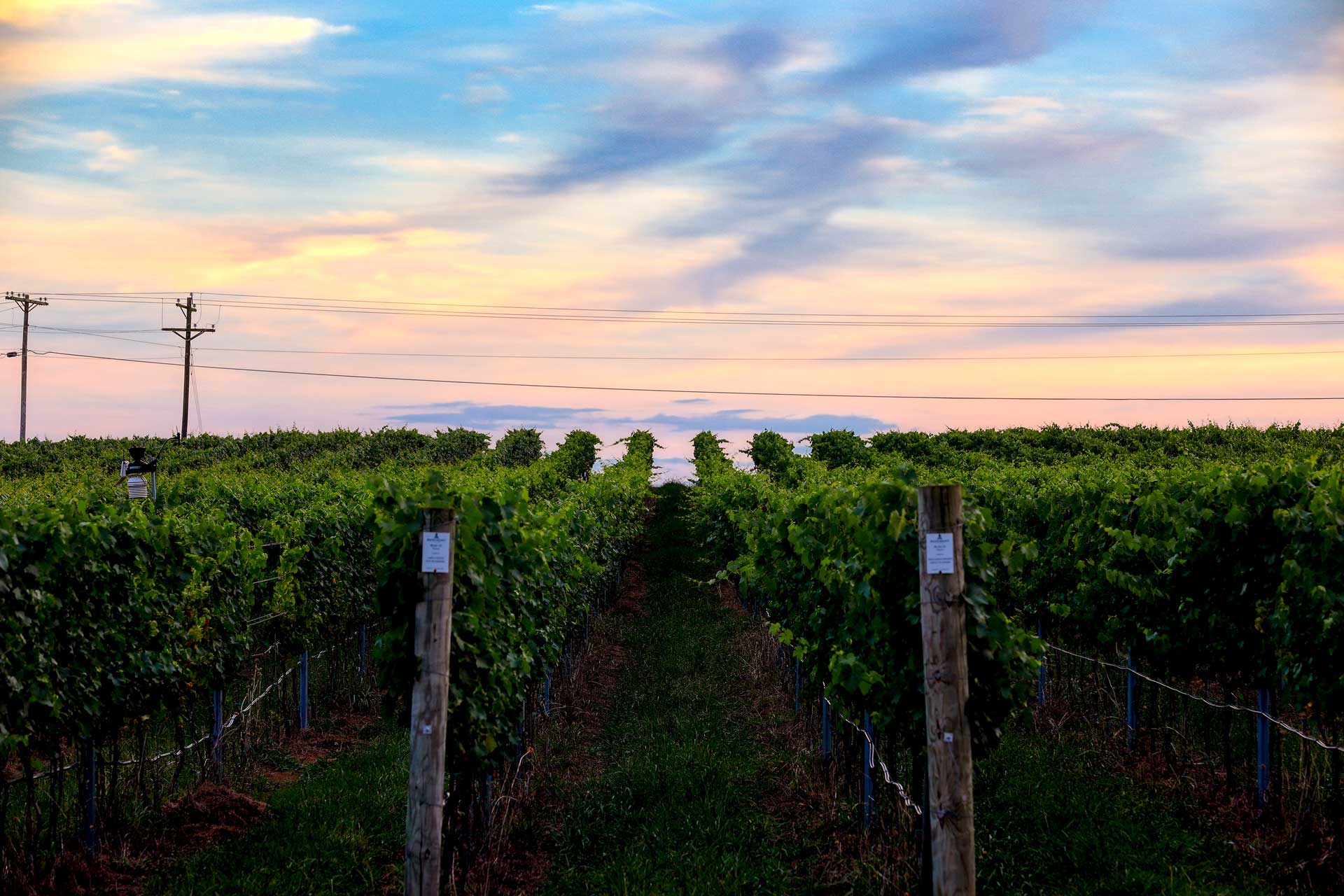 Rosemont vineyard scenery