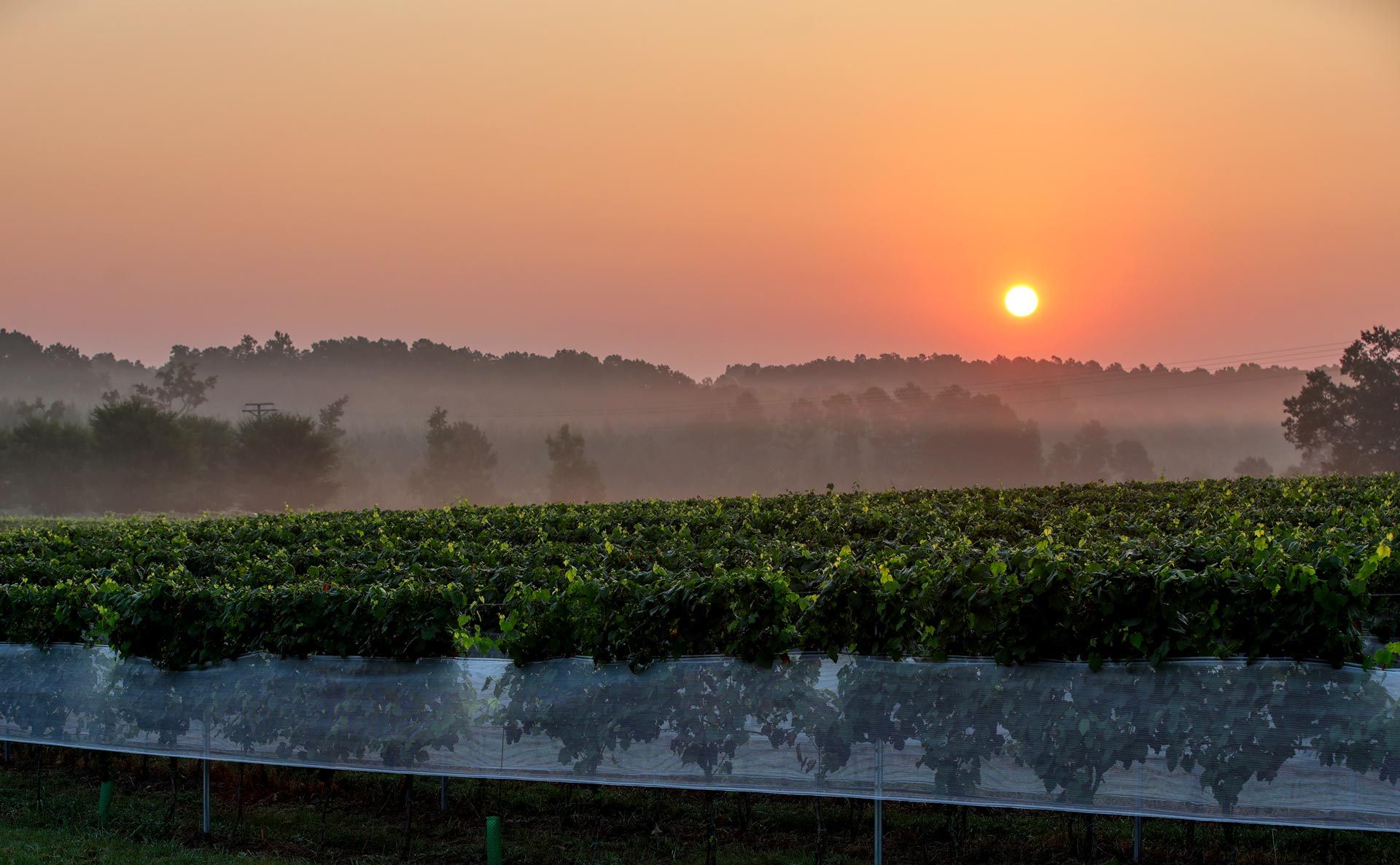 Sunrise over Rosemont winery Wednesday morning August 25, 2021.