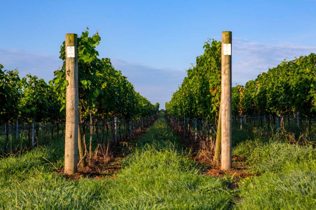 Rosemont vineyard row